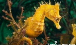 人与动物做爱视频,惊悚视频背后的真相