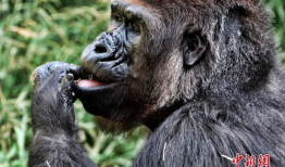 大猩猩交配视频